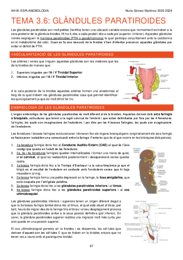 Miniatura del documento TEMA-3.6.-AP-DIGESTIU.-GLANDULA-PARATIROIDES.-AH-III-APUNTS-97-98.pdf