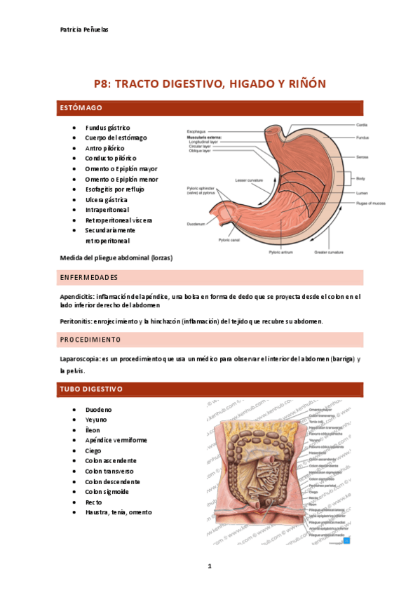 Miniatura del documento PRACTICA-8.-Sistema-digestivo.pdf