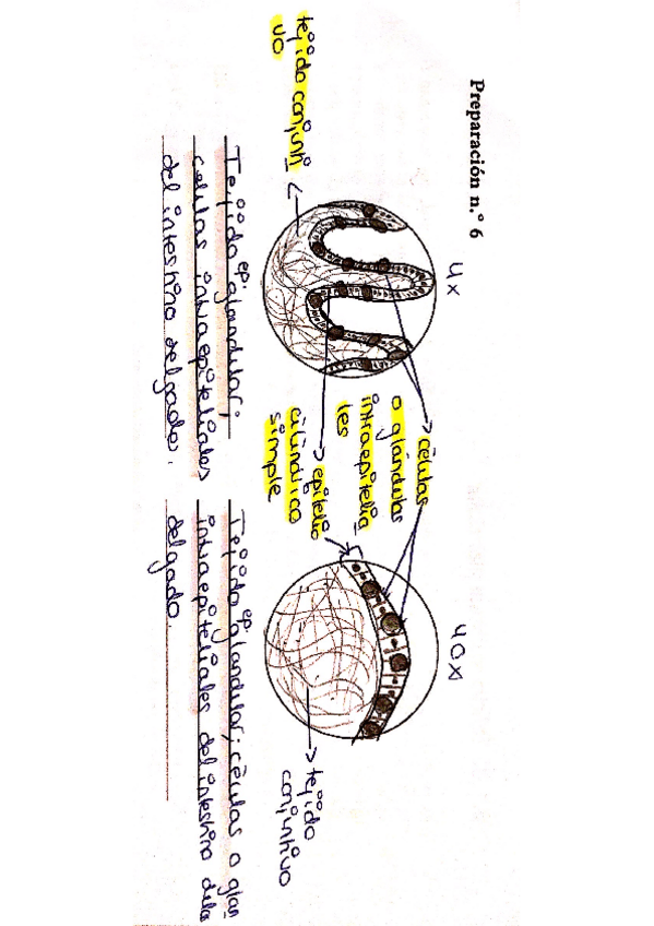 Miniatura del documento Tejido-epitelial-4.pdf