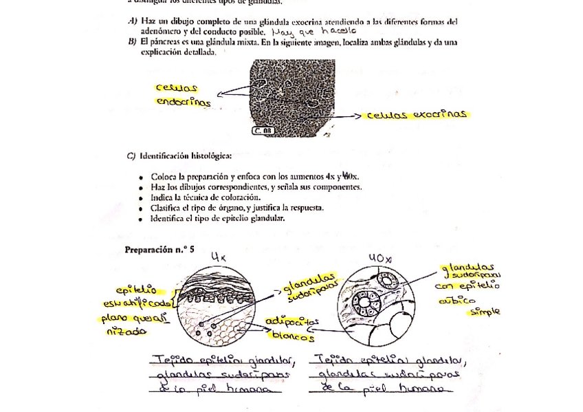 Miniatura del documento Tejido-epitelial-3.pdf