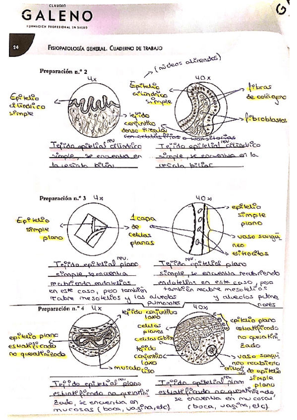 Miniatura del documento Tejido-epitelial-2.pdf