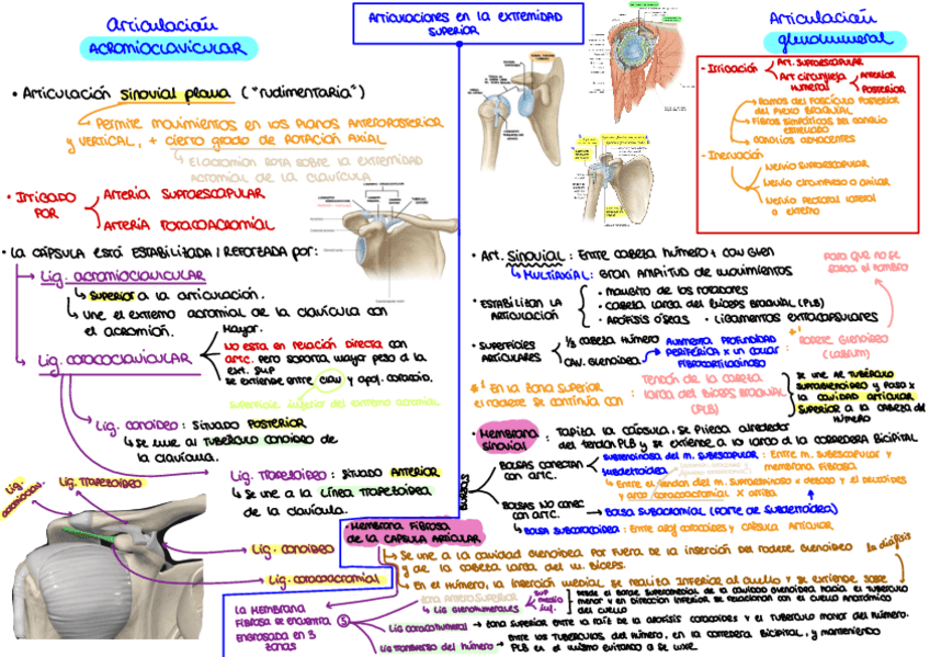 Miniatura del documento Articulaciones-en-la-extremidad-superiorEsquema.pdf
