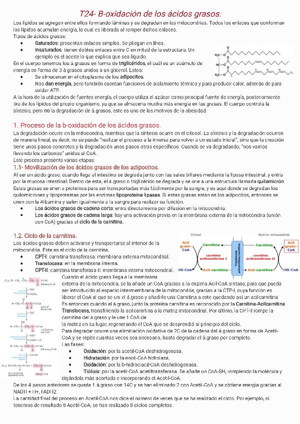 Miniatura del documento T24-B-oxidacion-de-los-acidos-grasos231205214158.pdf