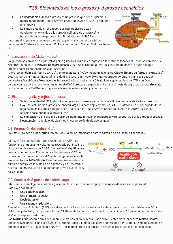Miniatura del documento T25-Biosintesis-de-agrasos-y-agrasos-esenciales231205230157.pdf