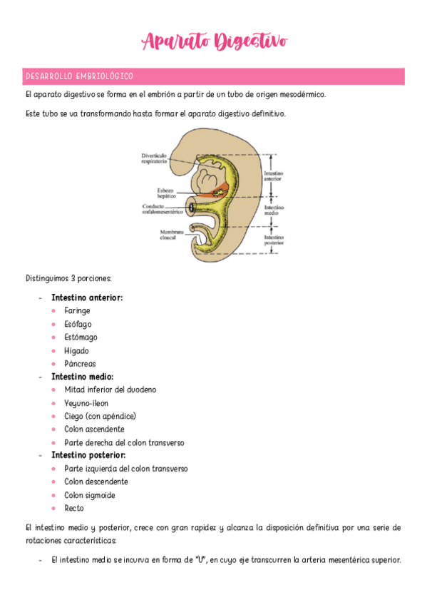 Miniatura del documento Aparato-Digestivo.pdf