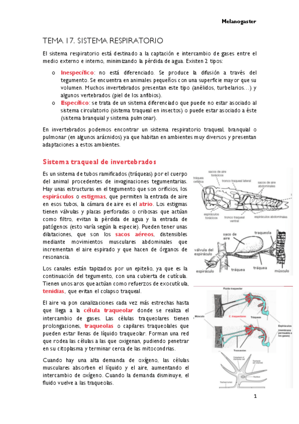Miniatura del documento TEMA-17.-SISTEMA-RESPIRATORIO.pdf
