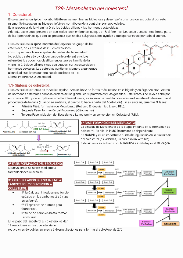 Miniatura del documento T29-Metabolismo-del-colesterol231206123550.pdf