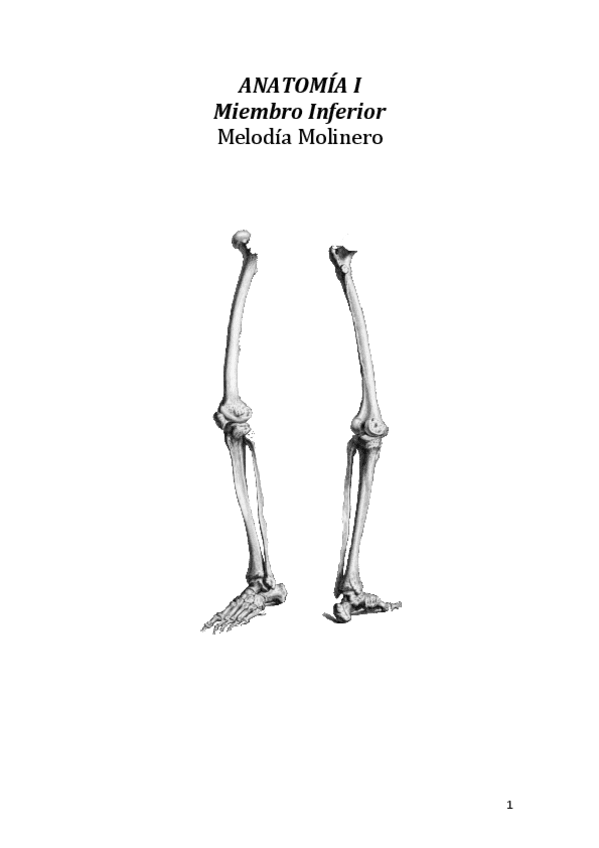 Miniatura del documento Miembro-inferior-Melodia.pdf
