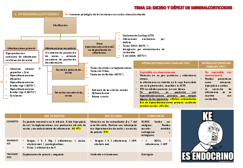 Miniatura del documento TEMA 12 ENDOCRINO.pdf