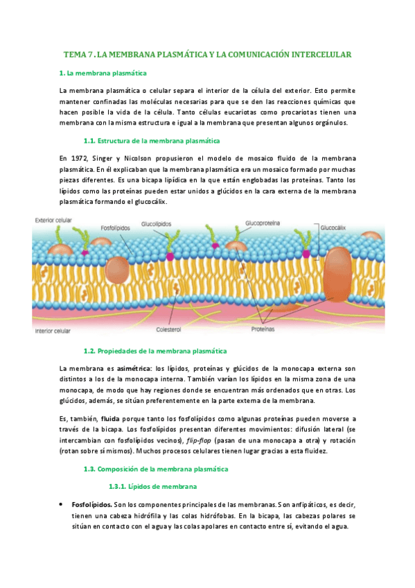 Miniatura del documento Tema 7. La membrana plasmática y la comunicación intercelular.pdf