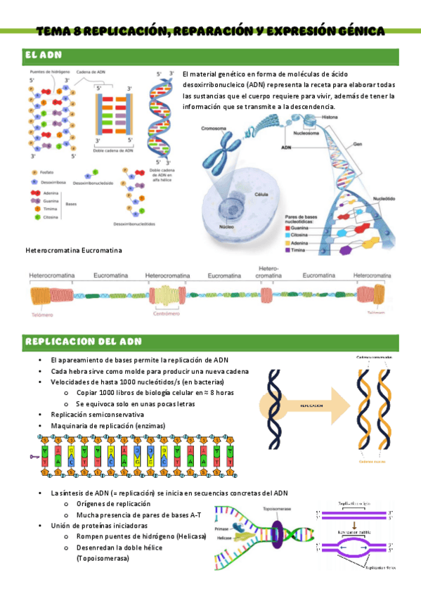 Miniatura del documento Biologia-T8-replicacion-reparacion-y-expresion-genica.pdf