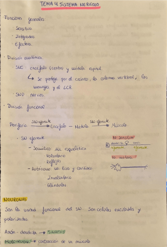 Miniatura del documento RESUMEN-TEMA-4.-SISTEMA-NERVIOSO.pdf