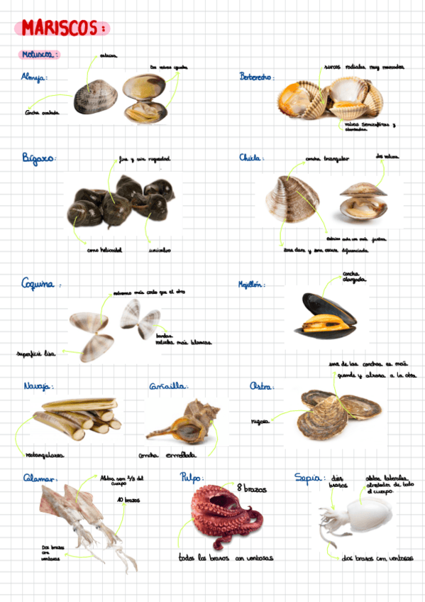 Miniatura del documento Mariscos-características.pdf