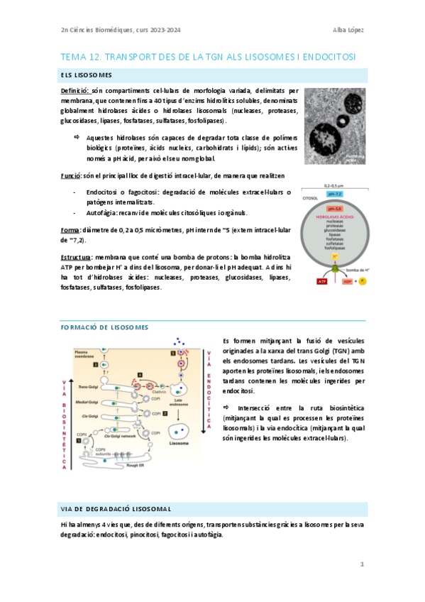 Miniatura del documento Tema-12.-Transport-des-del-TGN-als-lisosomes-i-endocitosi.pdf
