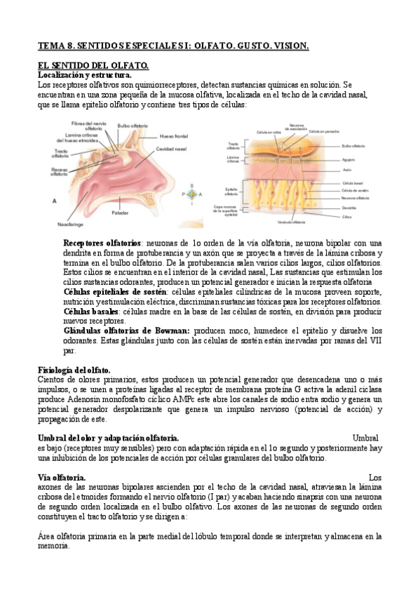 Miniatura del documento TEMA-8-Fisiologia.pdf