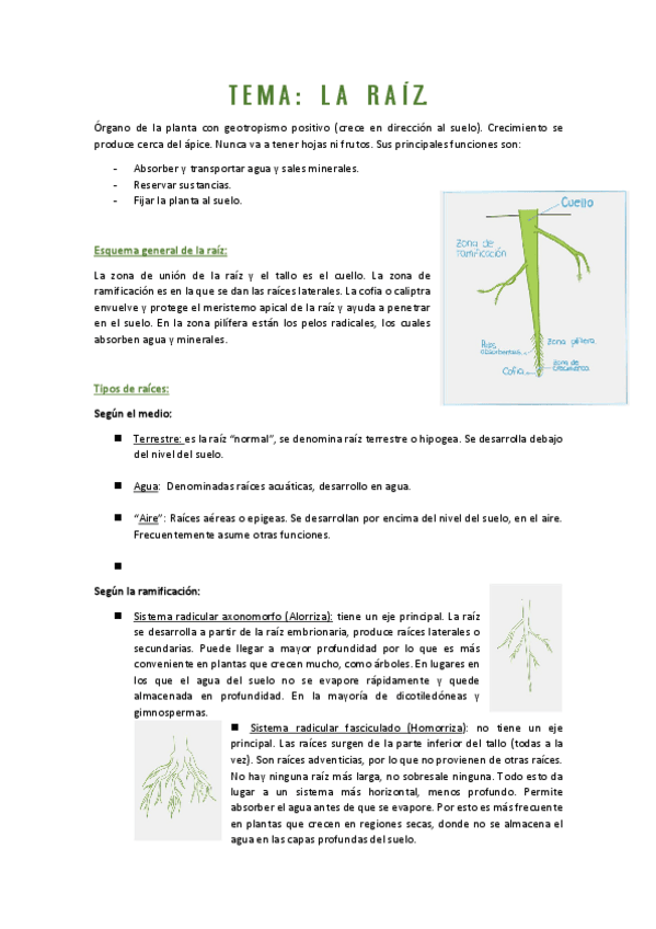 Miniatura del documento tema-raiz.pdf