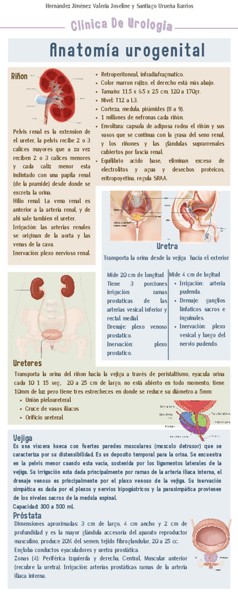 Miniatura del documento Anatomia-Urogenital.pdf
