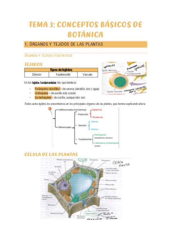 Miniatura del documento TEMA-3-BOTANICA.pdf