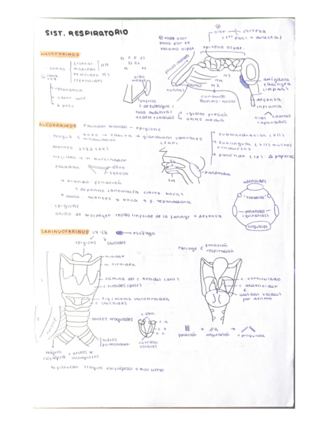 Miniatura del documento sist.-respiratorio-cavidades-pleuropulmonares-y-practica-6.pdf