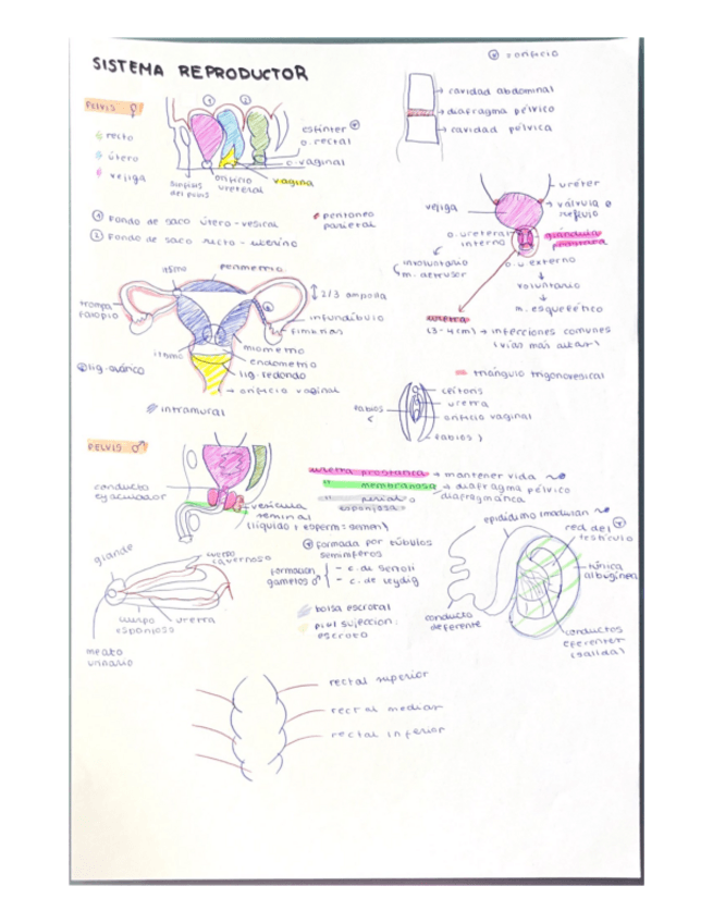 Miniatura del documento sist.-reproductor-y-nefrourinario.pdf