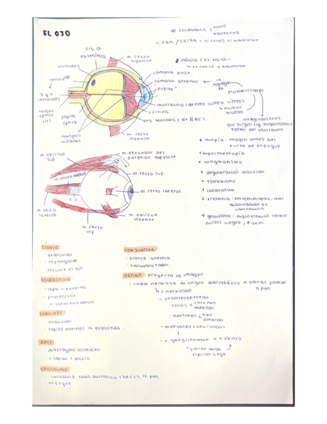 Miniatura del documento Organos-de-los-sentidos-ojo-y-oido.-Practica-9.pdf