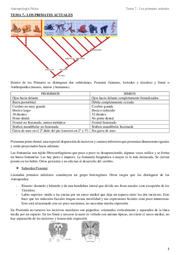 Miniatura del documento Tema 7.- Los primates actuales.pdf