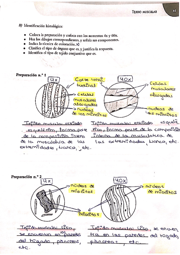 Miniatura del documento Tejido-muscular-1.pdf