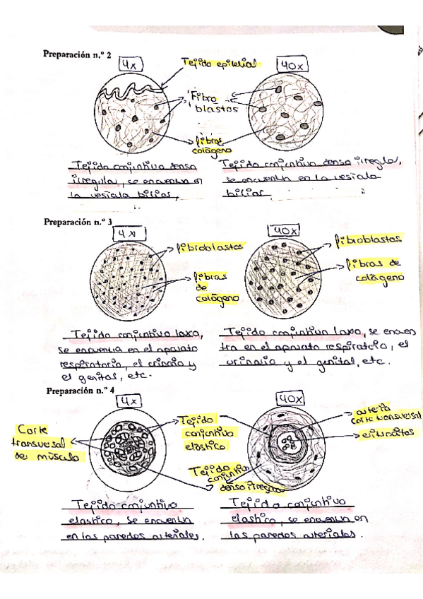Miniatura del documento Tejido-conjuntivo-no-especializado-2.pdf