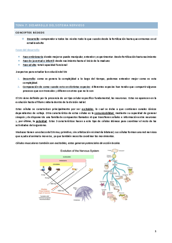 Miniatura del documento TEMA-7-DESARROLLO-DEL-SISTEMA-NERVIOSO.pdf