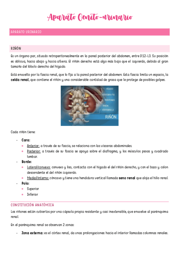 Miniatura del documento Aparato-Genitourinario.pdf