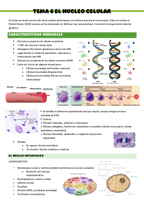 Miniatura del documento Biologia-T6-El-nucleo-celular.pdf