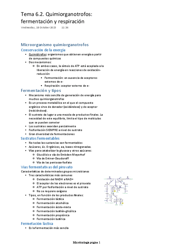 Miniatura del documento TEMA-6.2-QUIMIORGANOTROFOS-FERMENTACION-Y-RESPIRACION.pdf