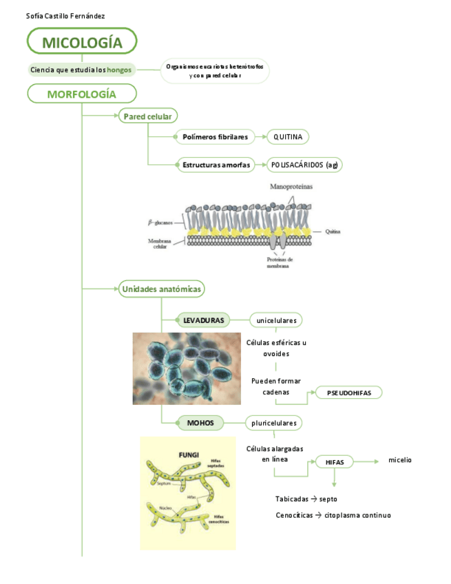 Miniatura del documento Esquema-resumen-de-Hongos.pdf
