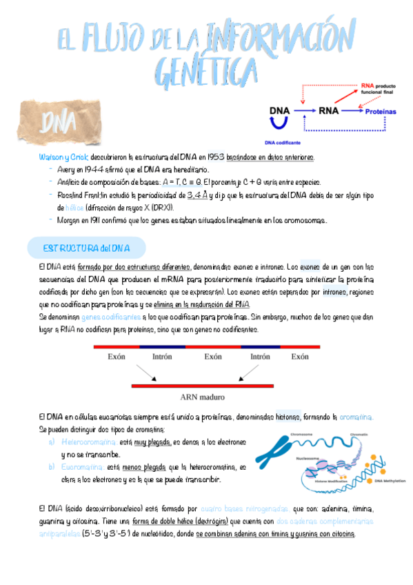Miniatura del documento 2.-El-flujo-de-la-informacion-genetica.pdf