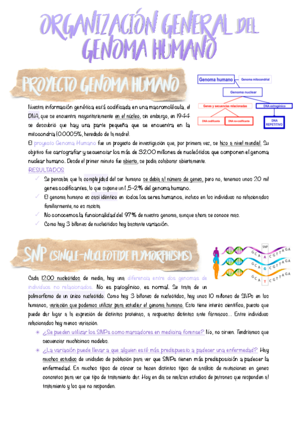 Miniatura del documento 4.-Organizacion-del-genoma-eucariota-humano.pdf