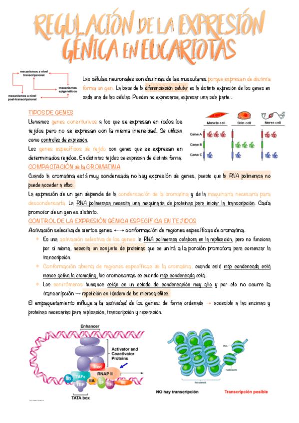 Miniatura del documento 7.-Regulacion-de-la-expresion-genica-en-eucariotas.pdf