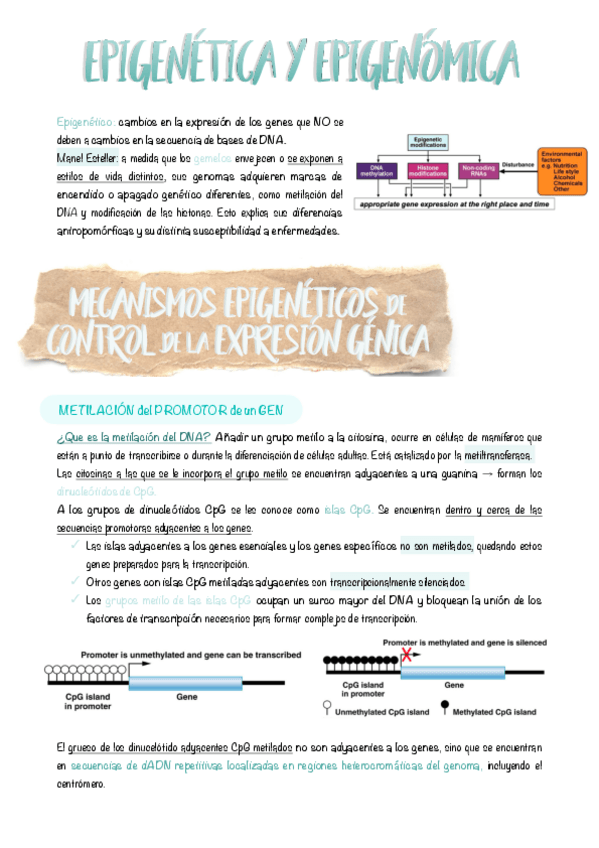 Miniatura del documento 8.-Epigenetica-y-epigenomica.pdf