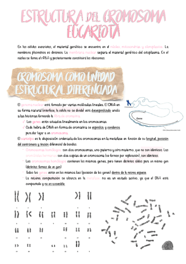 Miniatura del documento 9.-Estrucutra-del-cromosoma-eucariota.pdf