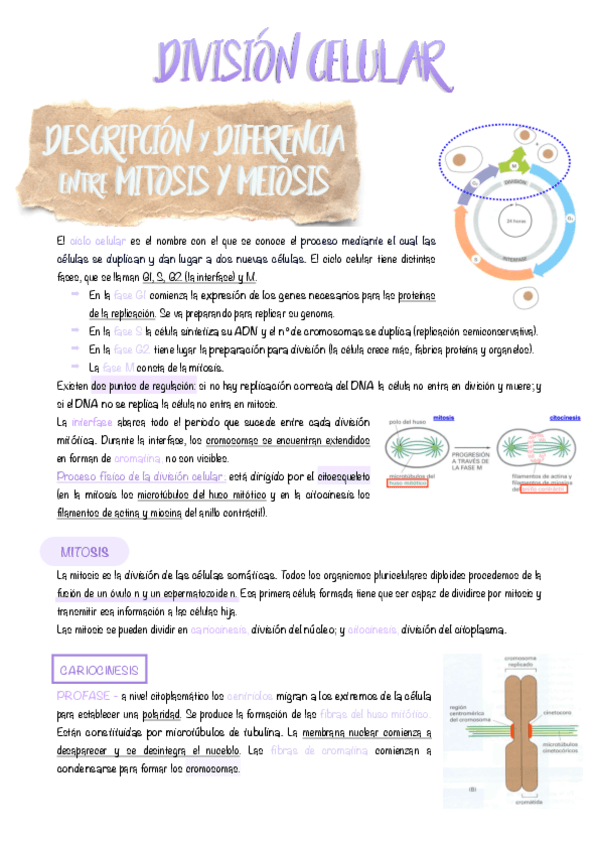 Miniatura del documento 10.-Division-celular.pdf