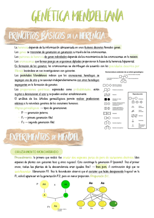 Miniatura del documento 11.-Genetica-mendeliana.pdf