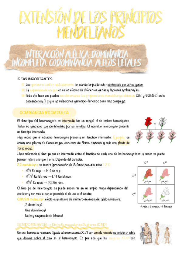 Miniatura del documento 12.-Extension-de-los-principios-mendelianos.pdf