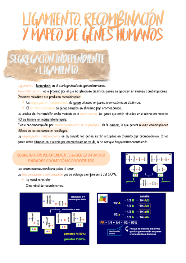 Miniatura del documento 13.-Ligamiento-recombinacion-y-mapeo-de-genes-humanos..pdf