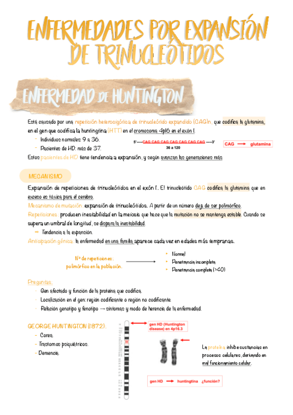 Miniatura del documento 19.-Enfermedades-por-expansion-de-trinucleotidos.pdf