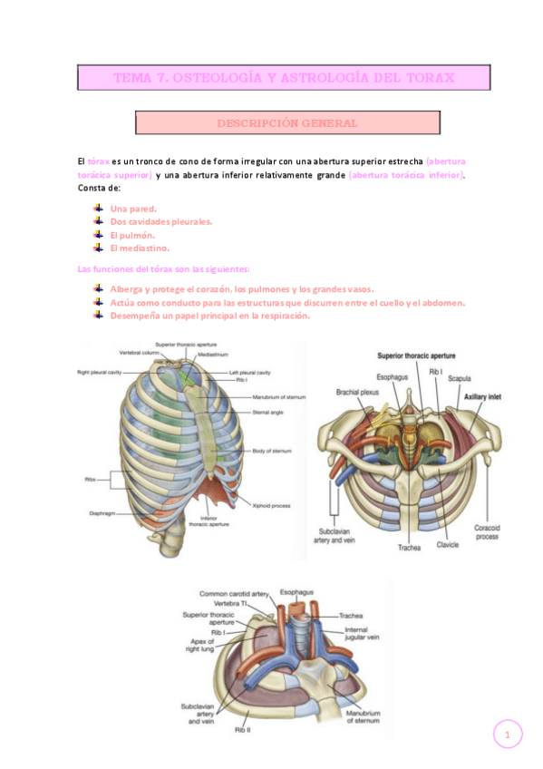 Miniatura del documento TEMA-7.-OSTEOLOGIA-Y-ASTROLOGIA-DEL-TORAX..pdf