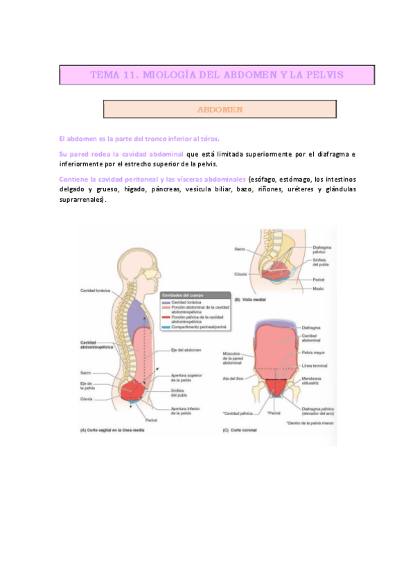 Miniatura del documento TEMA-11.-MIOLOGIA-DEL-ABDOMEN-Y-LA-PELVIS.pdf