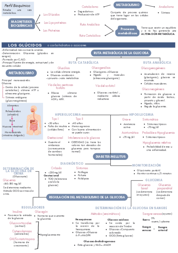 Miniatura del documento Magnitudes del metabolismo de principios inmediatos.pdf