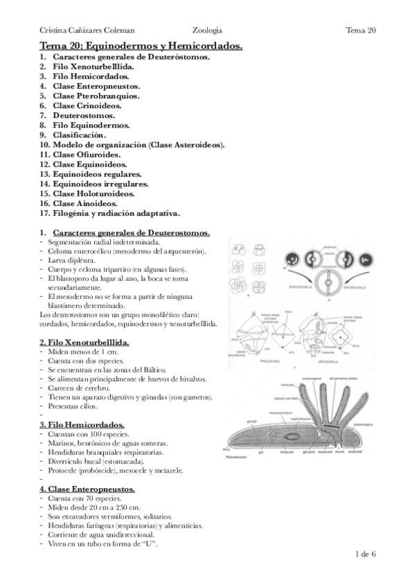 Miniatura del documento Tema-20-Equinodermos-y-Hemicordados.pdf