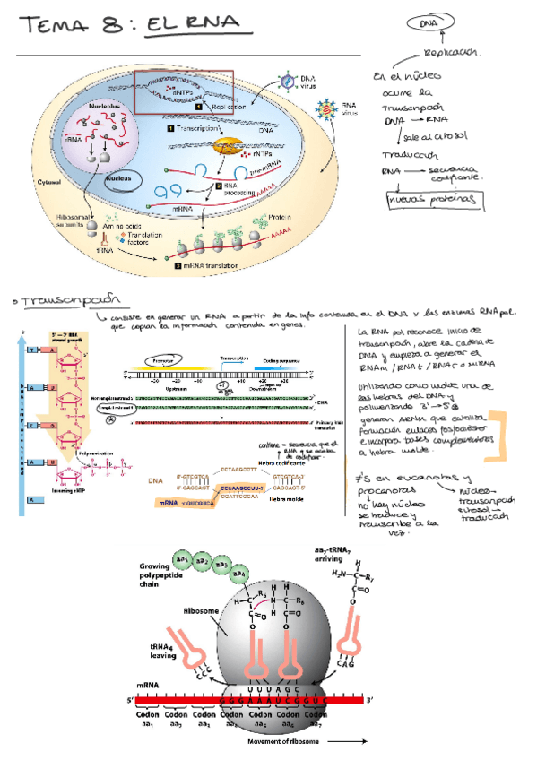 Miniatura del documento tema-8-biologia.pdf