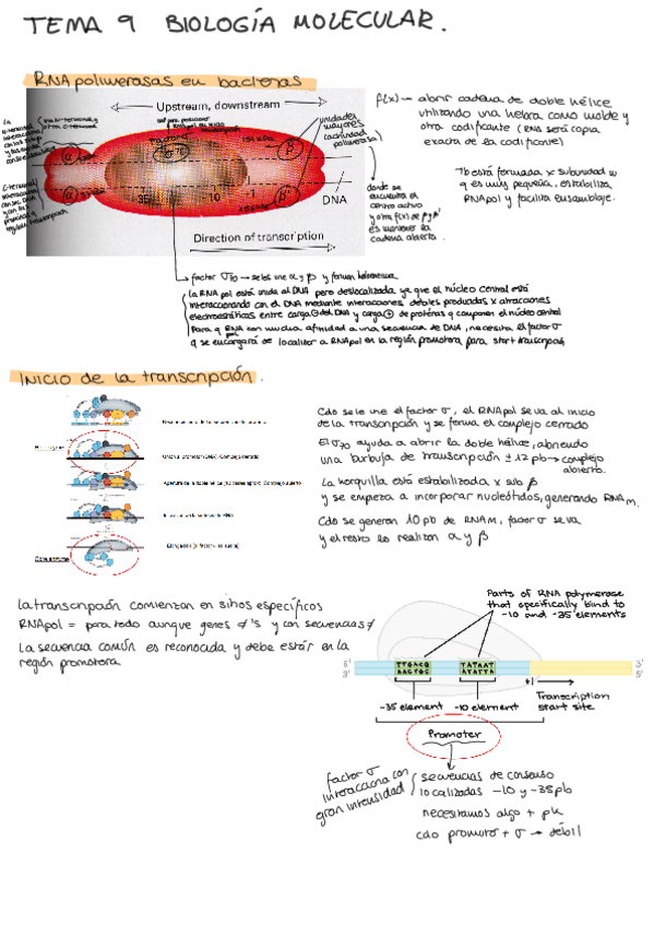 Miniatura del documento tema-9-bio.pdf