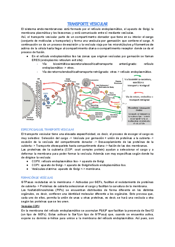 Miniatura del documento Transporte-vesicular-castellano.pdf